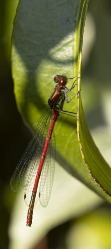 Pyrrhosoma nymphula